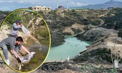 MAKÜ'de ekolojik yaşam alanındaki gölete bin balık bırakıldı