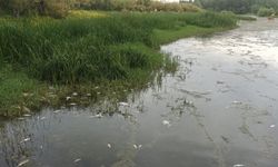 Dicle Nehri alarm veriyor! Su seviyesi düştü, balıklar toplu halde öldü