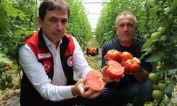 Amasya’da domates hasadı başladı