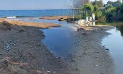 Manavgat'ta acısu kanalında toplu balık ölümleri: Kimyasal atık şüphesi