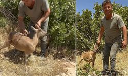 Tel örgülere sıkışan dağ keçisi kurtarıldı, doğaya salındı