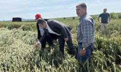 CHP Keşan AK Partilileri tarlaya davet etti!