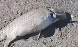 Eğirdir Gölü’nde balık ölümleri devam ediyor