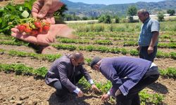 Mamak Köyü’nde çilek ve gül üretimine yakın takip
