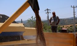 Belediyeden üç buçuk ton buğday hasadı