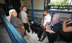 Muğla Büyükşehir mezbahaları bayramda tam kapasite çalıştı