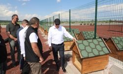 Kars’ta sokak hayvanları için doğal yaşam alanı kuruluyor