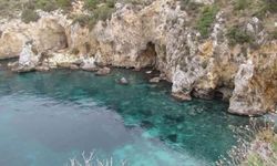 Kuşadası’nda nadir ziyaretçi: Akdeniz foku görüntülendi!