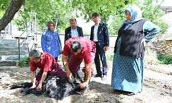 Evlere giderek tek tek kurbanları kestiler