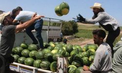 Batman karpuzu tezgâhlarda: Fiyatlar düşüyor, lezzet zirvede