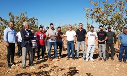 Batman’da Siirt Antep Fıstığına bilimsel takip