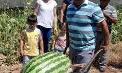 Manavgat'ta dev karpuz! 58 kiloya ulaştı