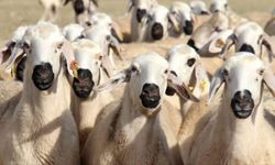 Isparta'da şap hastalığı alarmı