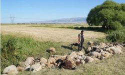 Birbirini ezen yaklaşık 150 koyun telef oldu