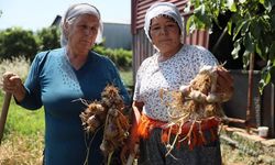 Ula Sarımsağı bölge ekonomisine katkı sağlıyor