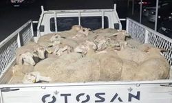 Isparta'da 32 küçükbaş hayvanı çalan şüpheliler Uşak’ta yakalandı
