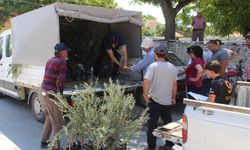 Antalya Büyükşehir Belediyesi'nden 19 ilçeye 40 bin zeytin fidanı desteği