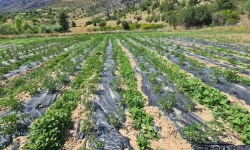 Çamoluk'ta yüzleri güldüren tarım projeleri