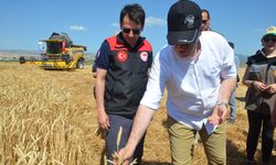 Amasya Gökhöyük Tarım İşletmesi’nde 2025 yılının ilk buğday hasadı gerçekleştirildi