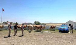 Kars'ta kayıp büyükbaş hayvanlar jandarma tarafından bulundu