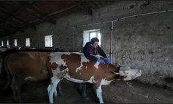 Kars’ta şap hastalığına karşı hızlı müdahale aşılama çalışmaları devam ediyor
