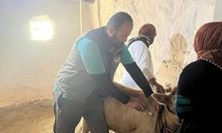 Kars Tarım ve Orman İl Müdürlüğü’nden hayvan sağlığında kararlı mücadele