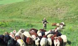 Kars'ta kaybolan 65 küçükbaş hayvan, aynı gün sahibine teslim edildi
