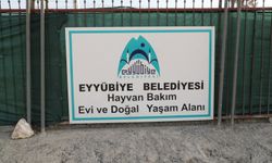 Eyyübiye, sokak hayvanları sorununu çözdü