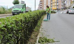Giresun Belediyesi yeşili koruyor