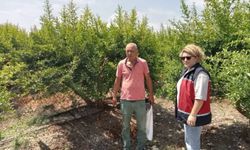 Serik’te nar bahçelerinde biyolojik mücadele öncesi inceleme