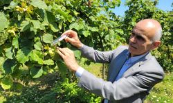 2025 serbest piyasa fındık fiyatını TMO belirleyecek