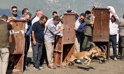 Amasya’da 5 yaban keçisi doğaya salındı