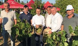 Başkan Büyükakın, İzmit’te üzüm hasadına katıldı