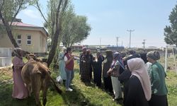 Kars'ta kadın çiftçilere süt sağım ve hijyen eğitimi düzenlendi