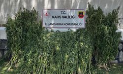 Kars’ta 42 binden fazla kenevir bitkisi imha edildi