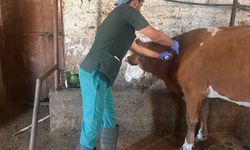 Hayvan sağlığında aşılama ve küpeleme çalışmaları aralıksız sürüyor
