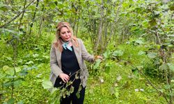 Elvan Işık Gezmiş; Fındık fiyatı tam bir fiyasko