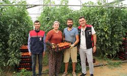 Kırmızı Bereket Atabey seralarında!