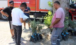 Antalya'lı üreticiye zeytin fidanı desteği!