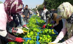 Hatay'da 'Erkenci mandalina' hasadı başladı