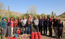 Kılıçlar Soğanında verim üreticiyi sevindirdi