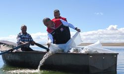 Kars'ta Baraj ve Göletlere 500 Bin Yavru Sazan Bırakıldı