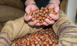 Giresun kalite fındık bugün 270 TL