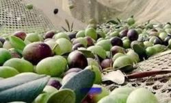 Zeytin dökülmelerine dikkat!