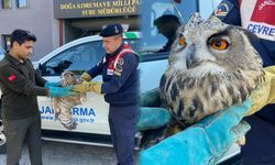 Yaralı Puhu Kuşu tedavi altına alındı
