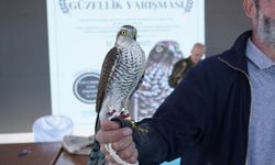 Atmaca Güzellik Yarışması