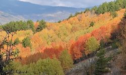 Beypazarı yaylalarında renk cümbüşü yaşanıyor