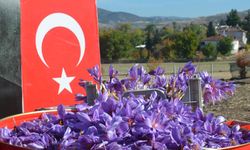 Dünyanın en pahalı bitkisi safran, Amasya’da hasat edildi