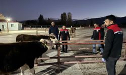 Erzincan Canlı Hayvan pazarı açıldı