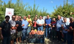 Antalya’da nar hasadı başladı